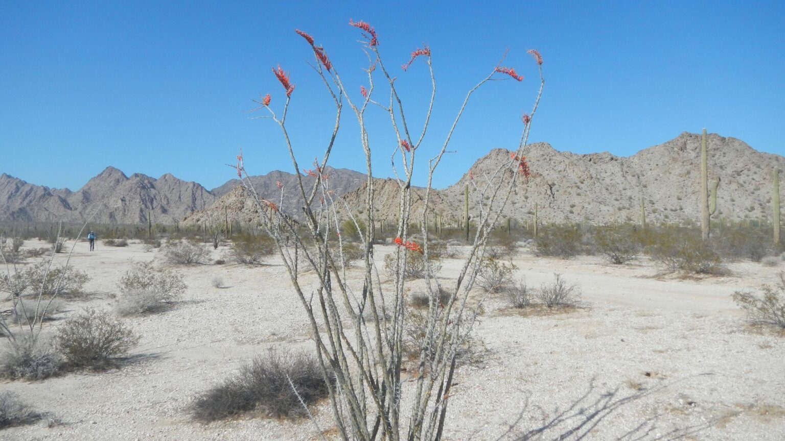 Cabeza Prieta Wilderness, backpacking, ocotillo (Fouquieria splendens), February