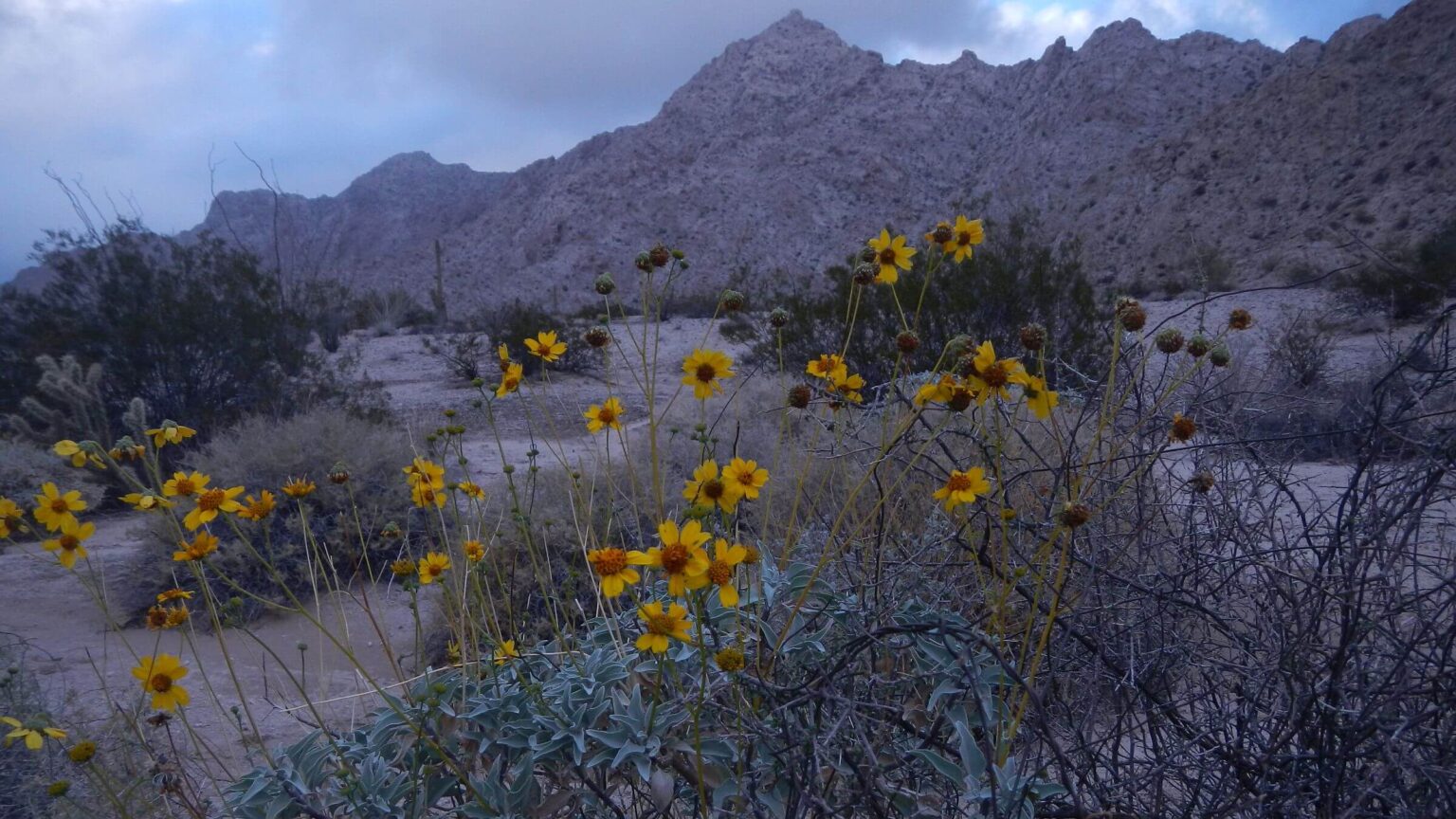 Cabeza Prieta Wilderness, backpacking, brittlebush (Encelia farinosa), February