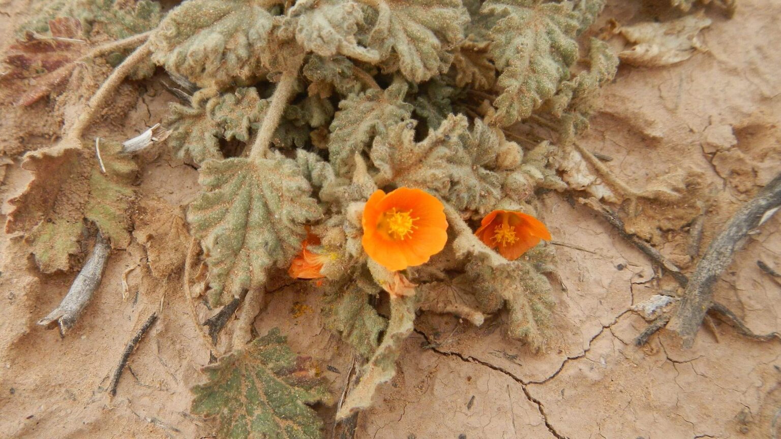 Cabeza Prieta Wilderness, backpacking, Coulter's globemallow (Sphaeralcea coulteri), January