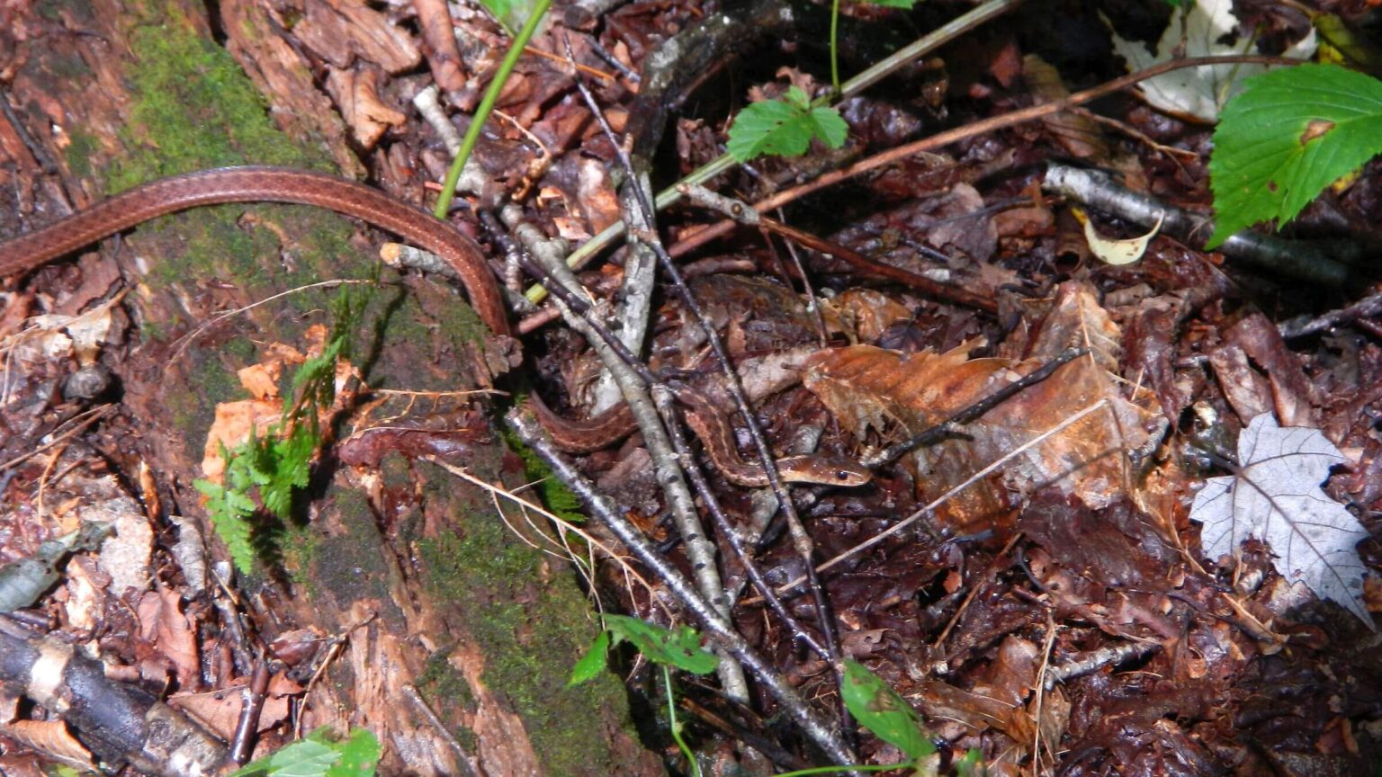 Cranberry Wilderness, probably brown snake (Storeria dekayi), August