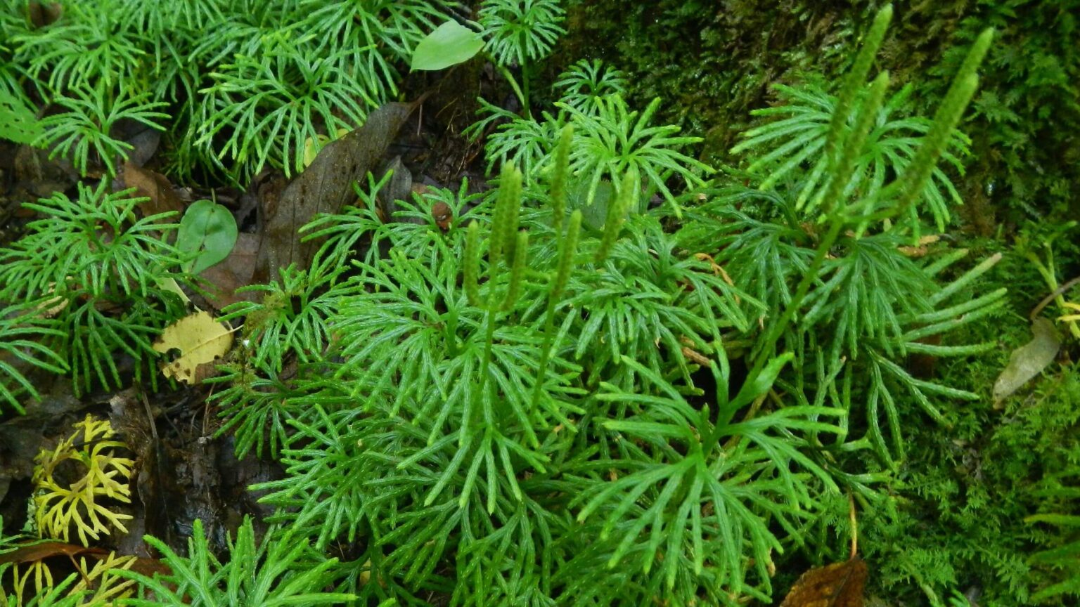 Cranberry Wilderness, fan clubmoss (Diphasiastrum digitatum), August