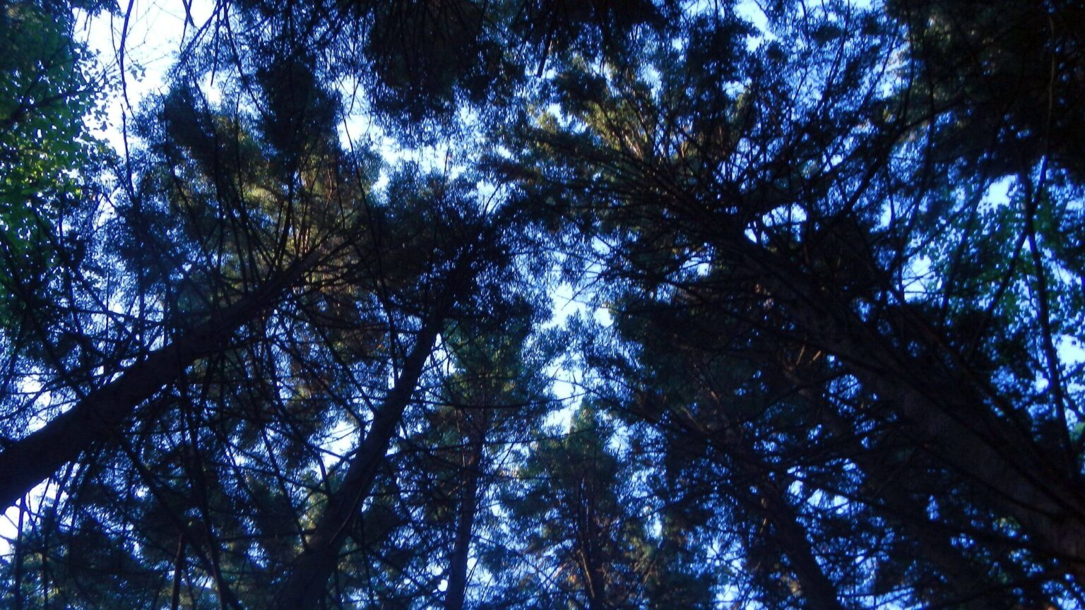 Cranberry Wilderness, red spruce canopy (Picea rubens), August