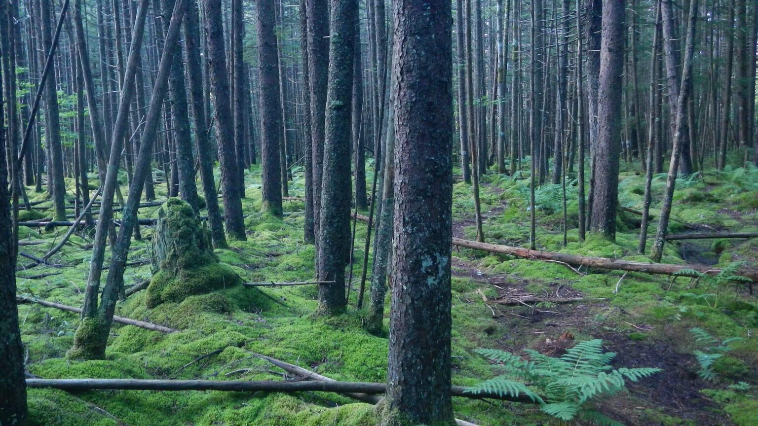 Cranberry Wilderness, red spruce (Picea rubens), likely planted about 1930s, August