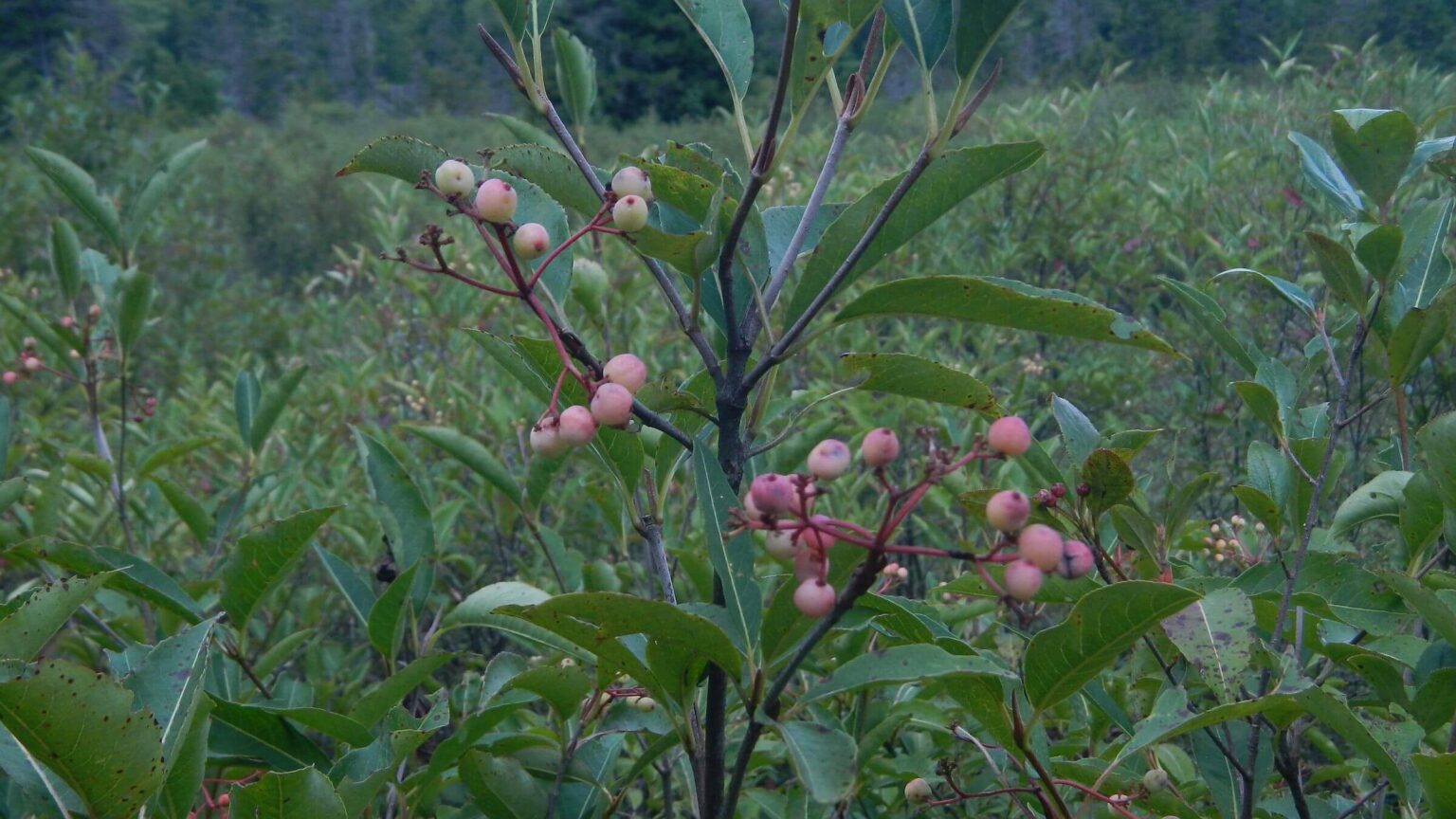 Cranberry Glades Botanical Area, berries ripening, August