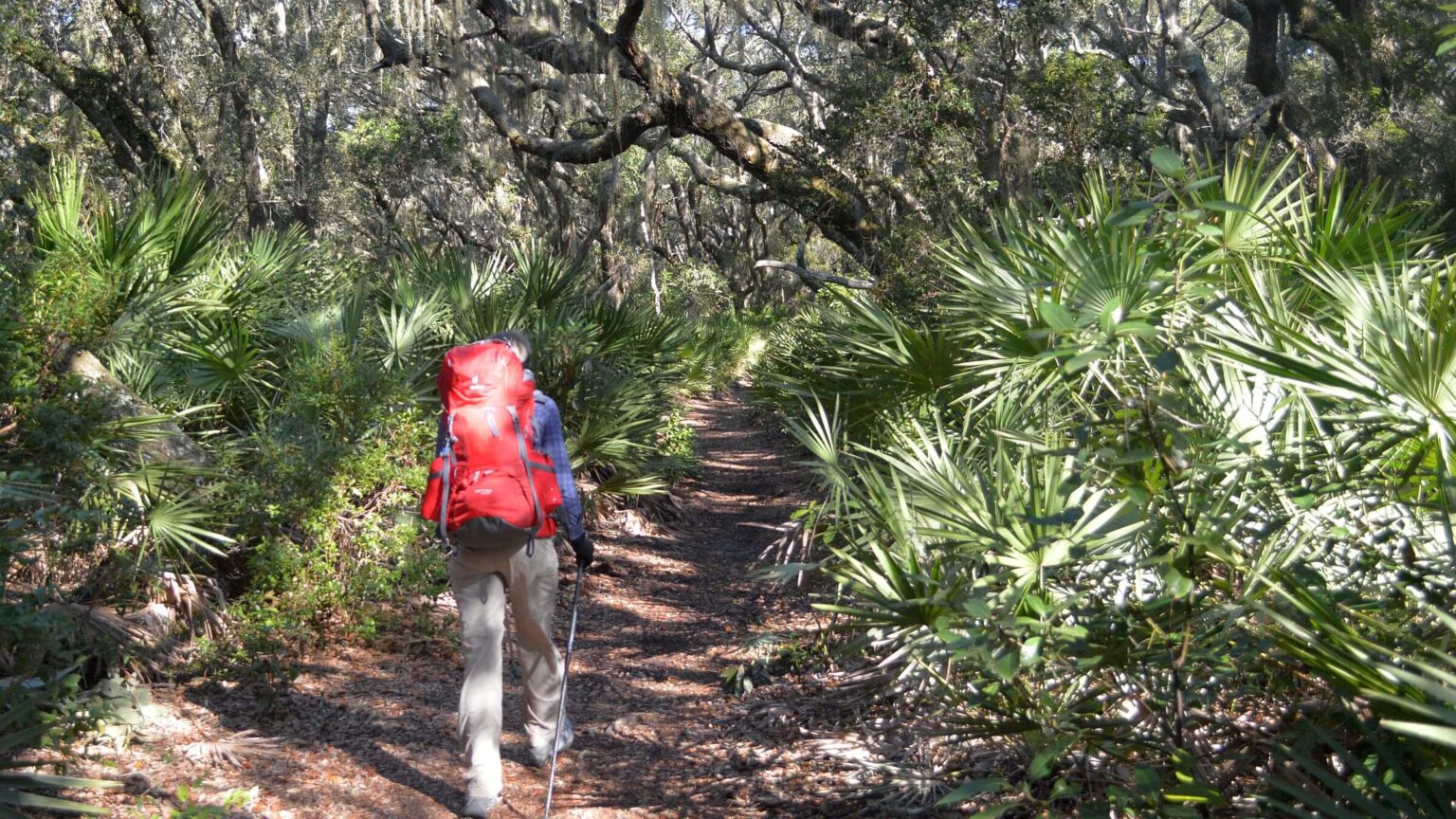 Cumberland Island Wilderness, saw palmetto under oak forest , February