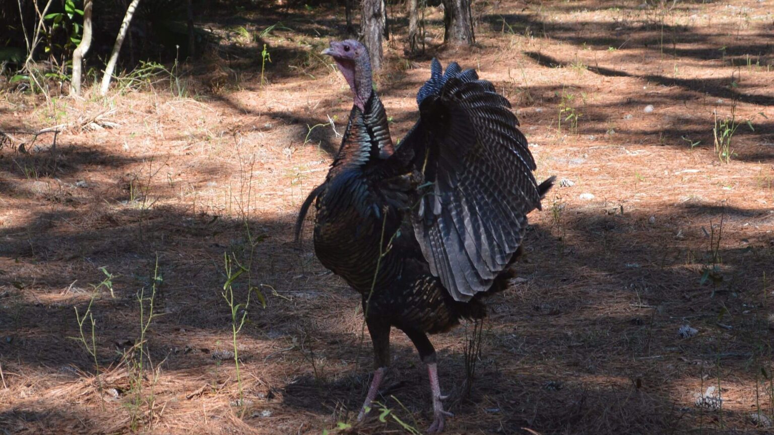 Cumberland Island Wilderness, wild turkey (Meteagris gallopava), February