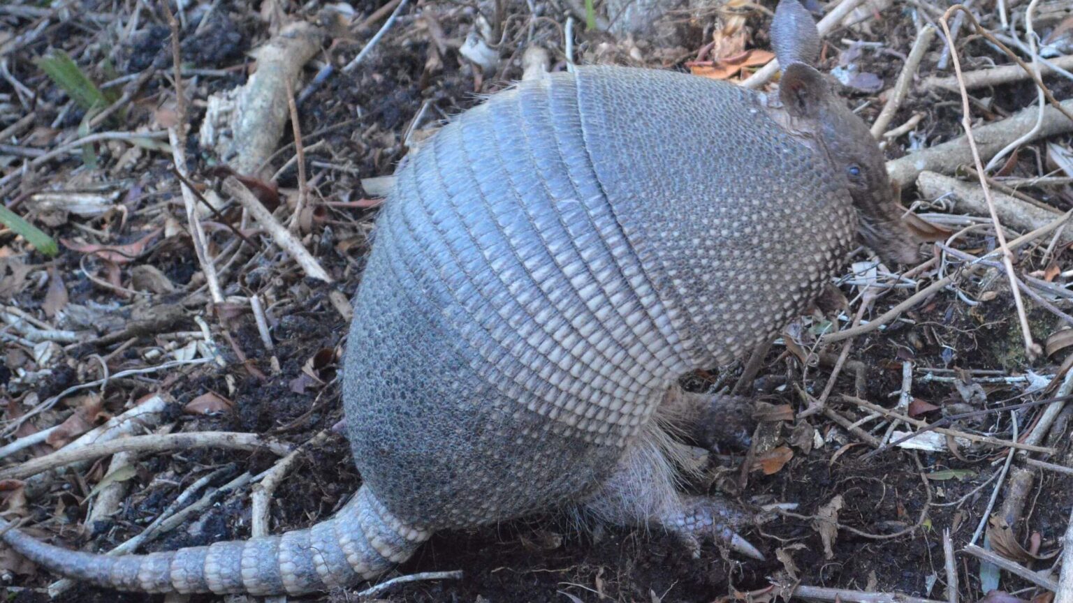 Cumberland Island Wilderness, armadillo (Dasypus novemaintus), February