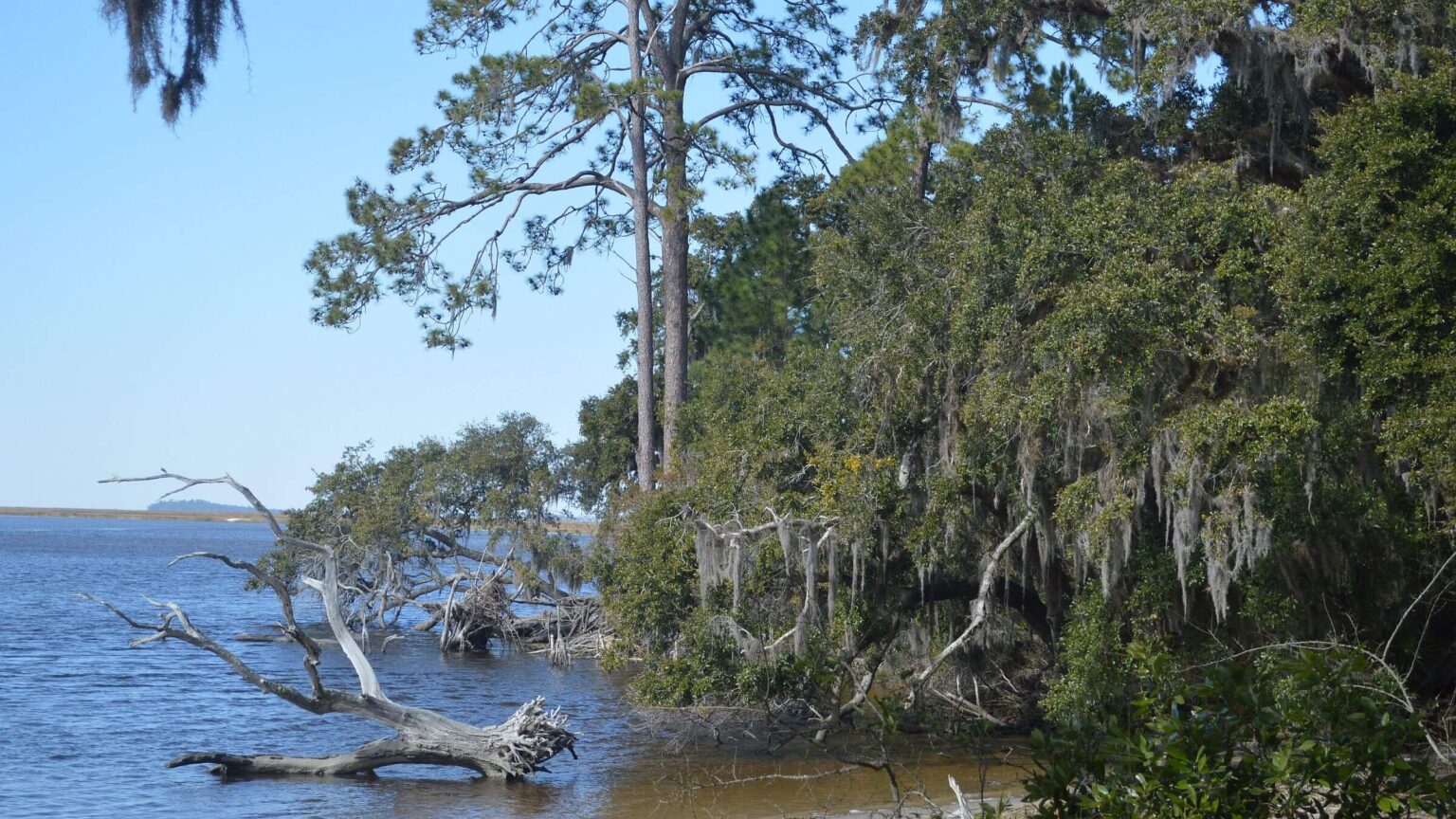 Cumberland Island Wilderness, bayside pine & oak forest, February