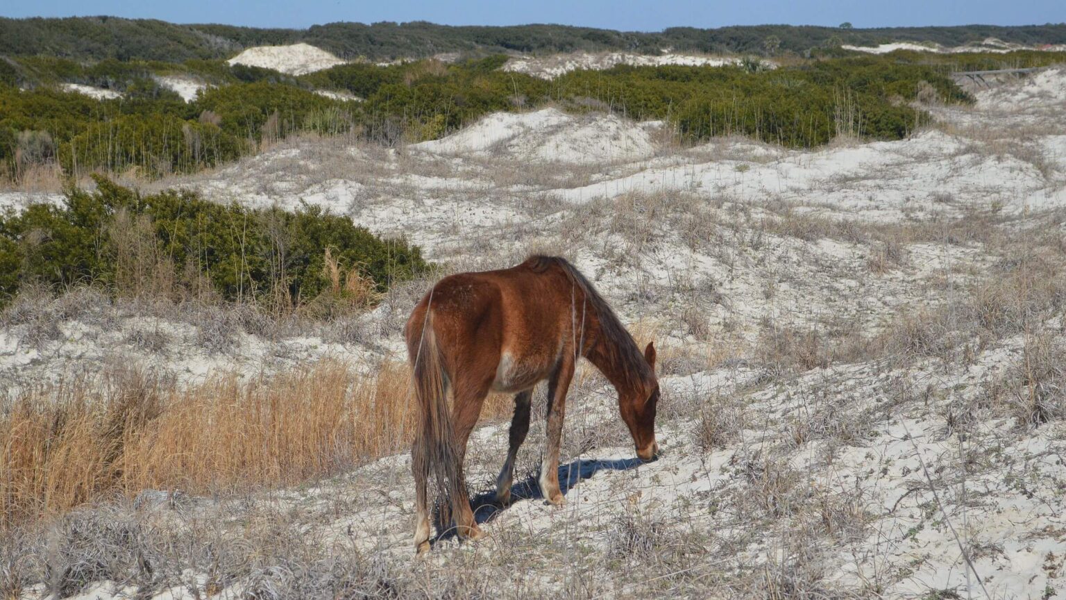 Cumberland Island Wilderness, feral horses, February