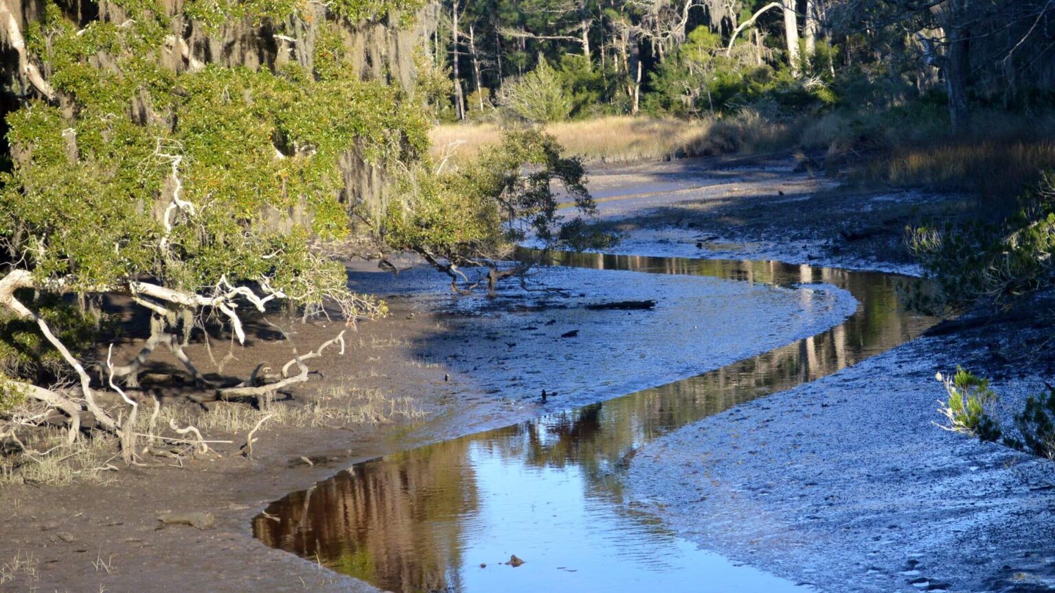 Cumberland Island Wilderness, marsh, February