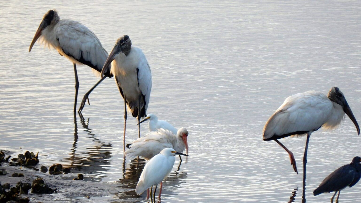 Cumberland Island Wilderness, wood ibis & egrets, November