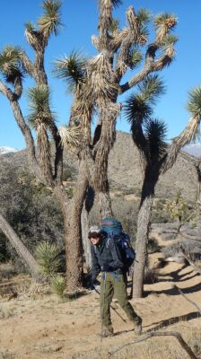 Joshua Tree Wilderness