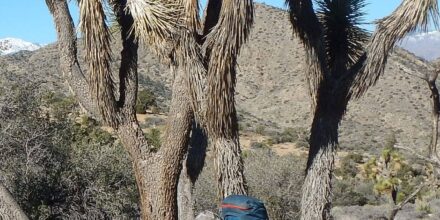 Joshua Tree Wilderness