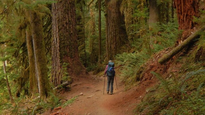 Olympic (DJ Evans) Wilderness, Hoh River