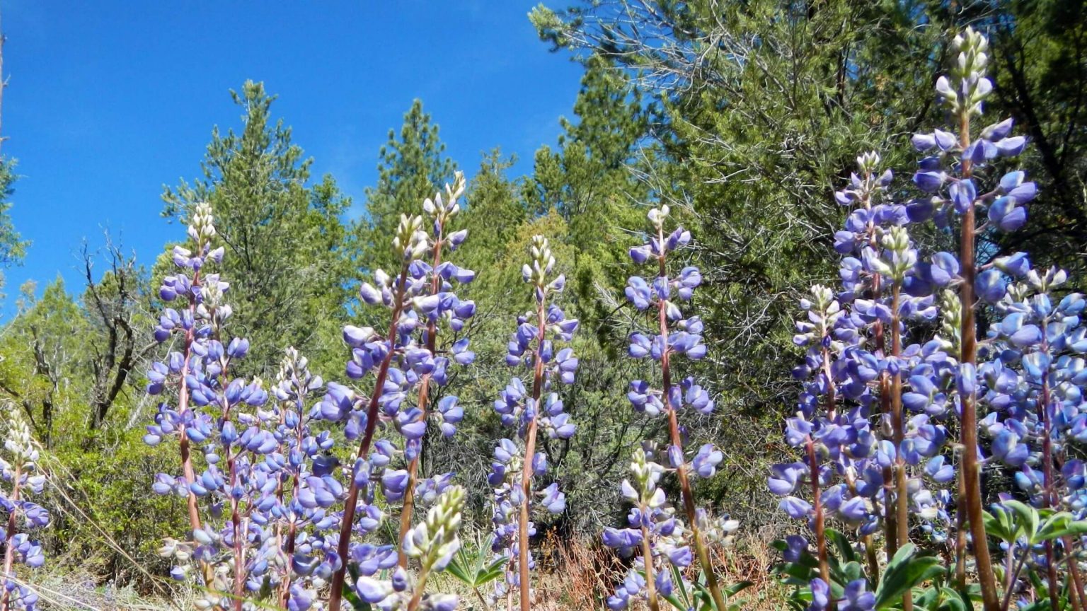 bigleaf lupine (Lupinus polyphyllus)