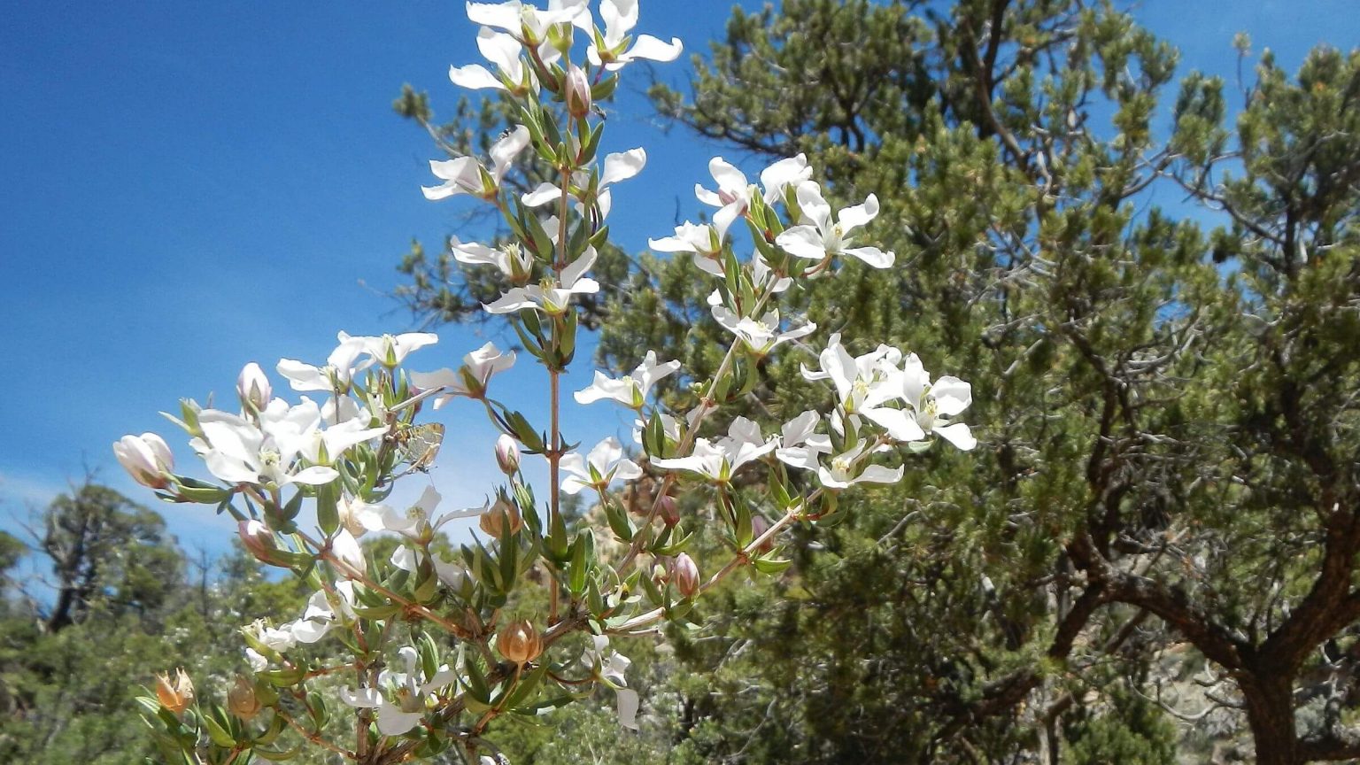 Dark Canyon Wilderness, cliff fendlerbush (Fendlera rupicola), May