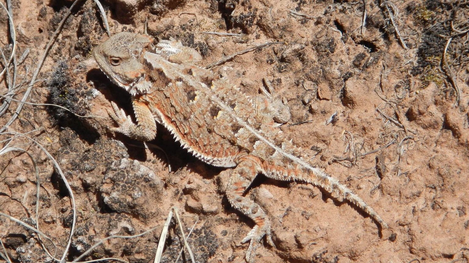 Dark Canyon Wilderness, greater short-horned lizard (Phrynosoma hernandesi), May