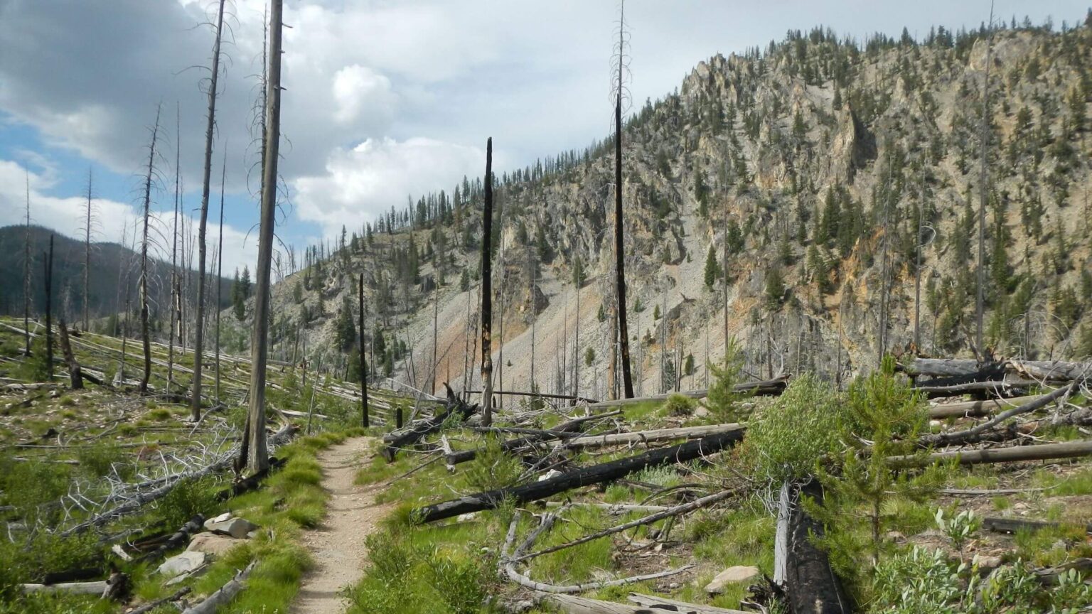 Frank Church Wilderness, 2012 Halstead Fire, Marsh Creek, July 2025