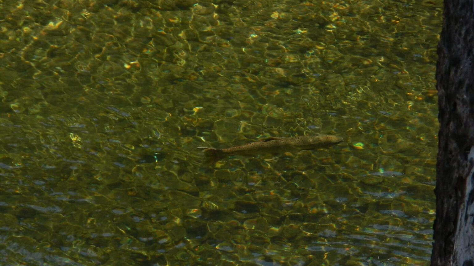 Frank Church Wilderness, Steelhead (Oncorhynchus mykiss), July 2025