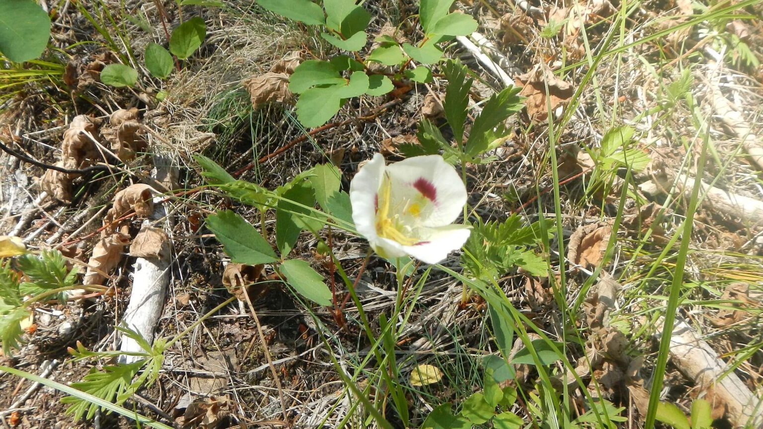 Frank Church Wilderness, White mariposa lily (Calochortus eurycarpus), July 2025