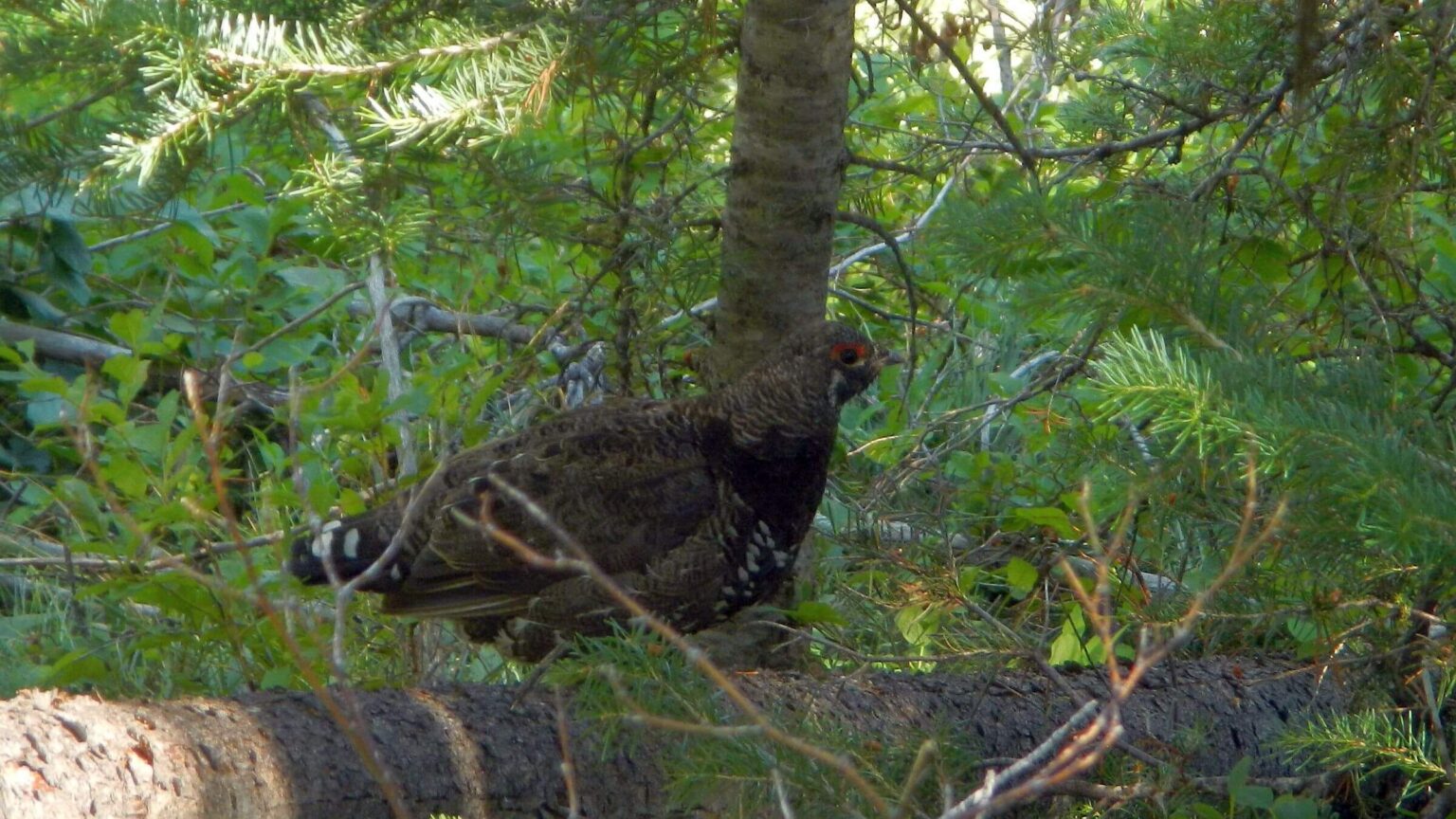 Frank Church Wilderness, Spruce grouse (Canachites canadensis), July 2025
