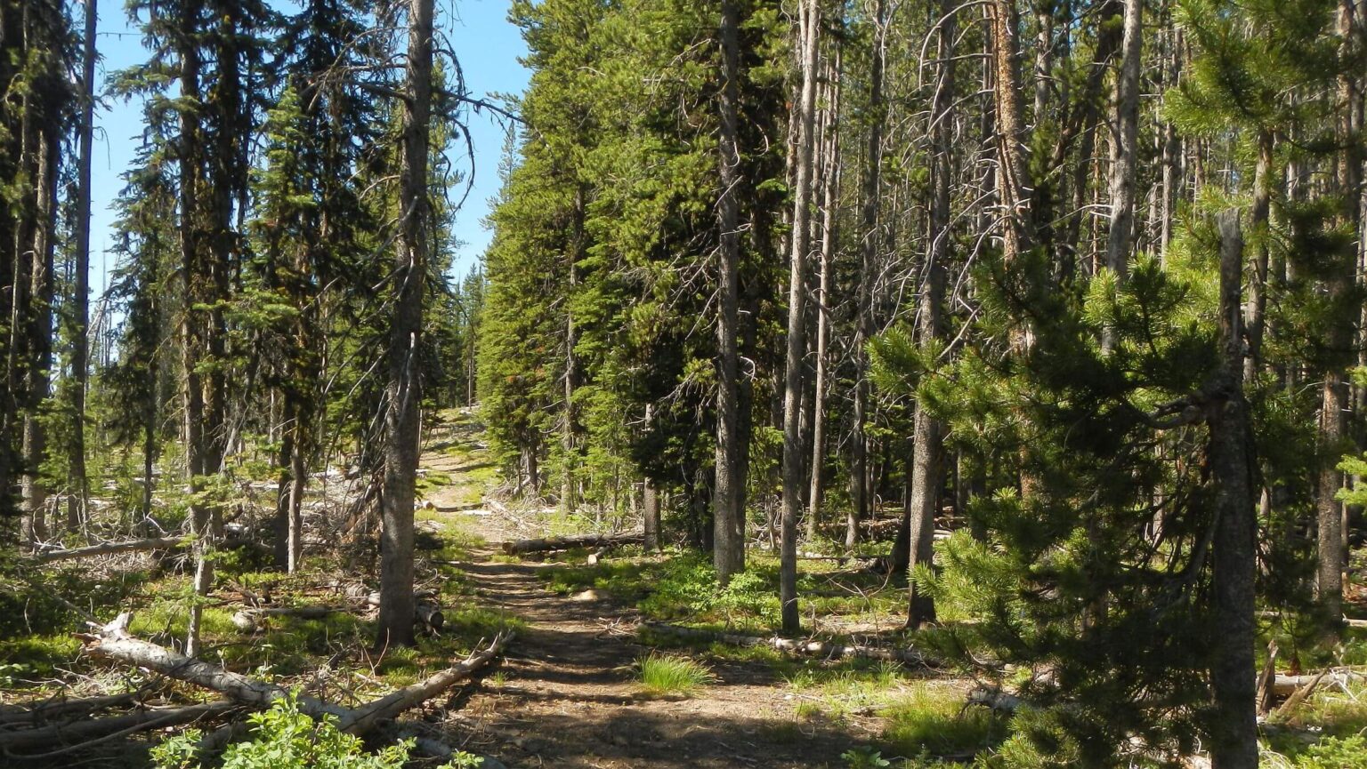 Frank Church Wilderness, Ramey Ridge, July 2025