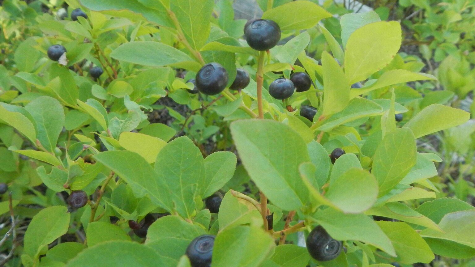 Frank Church Wilderness, Blueberries (Vaccinium spp), July 2025