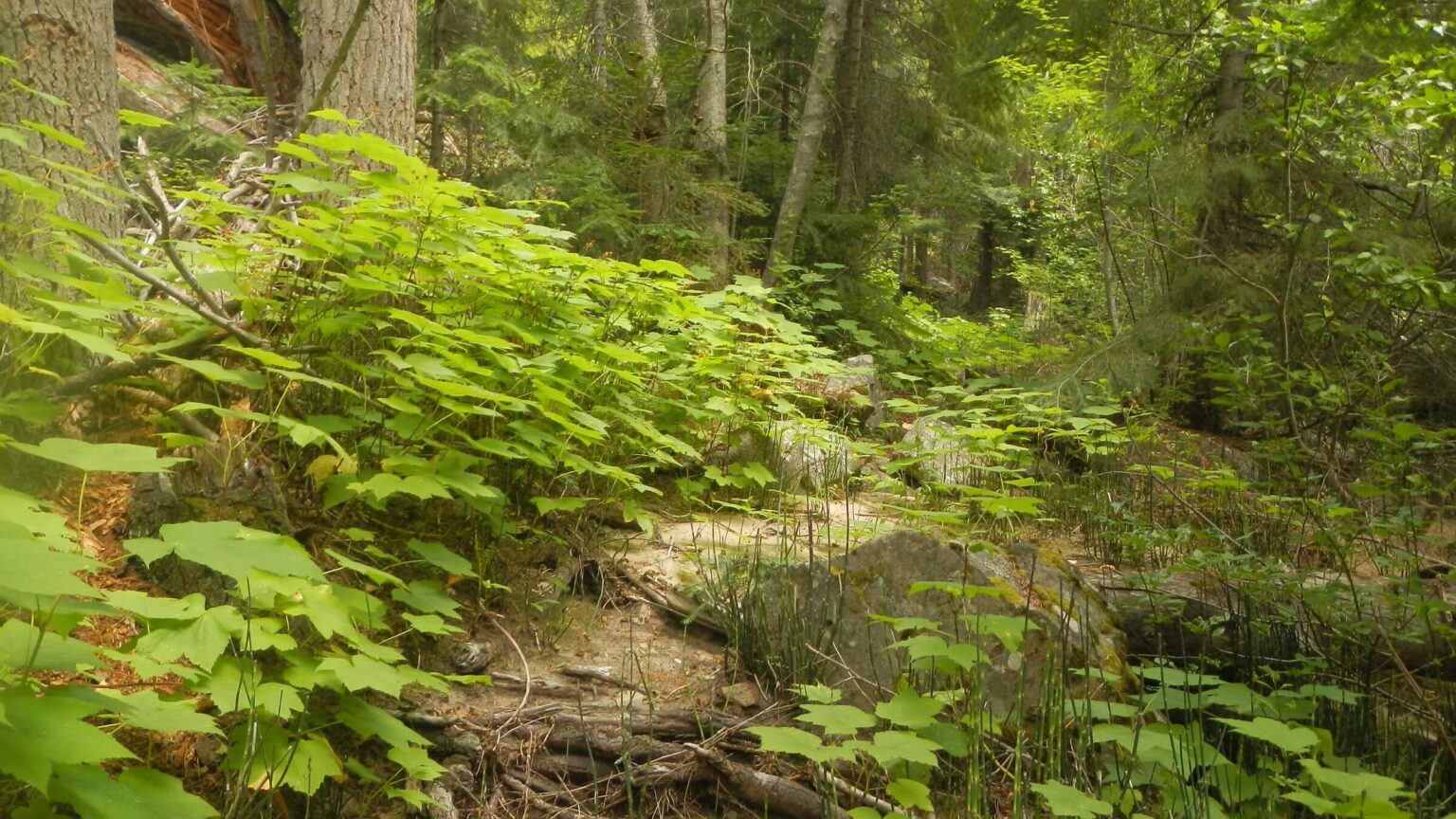 Frank Church Wilderness, Bargamin Creek, July 2025