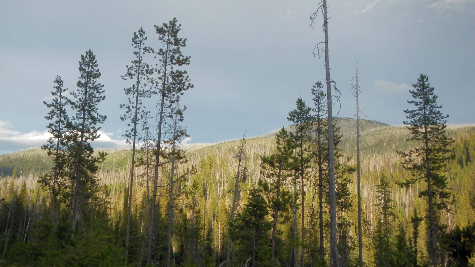 Frank Church Wilderness, 13 yrs after Porcupine Fire, July 2025