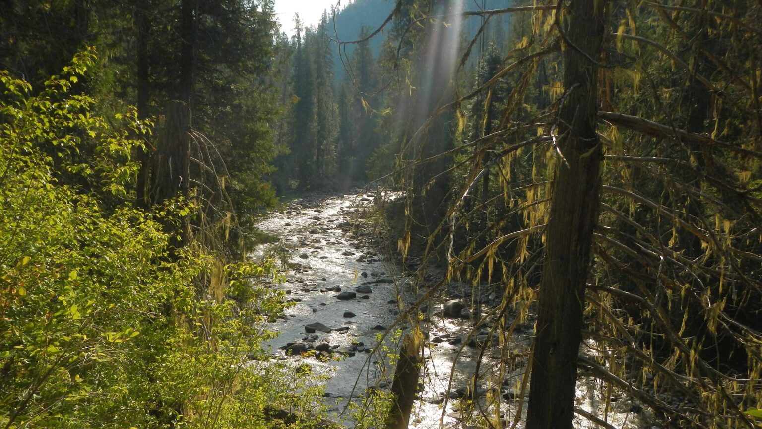 Selway-Bitterroot Wilderness, White Cap Creek, July 2025