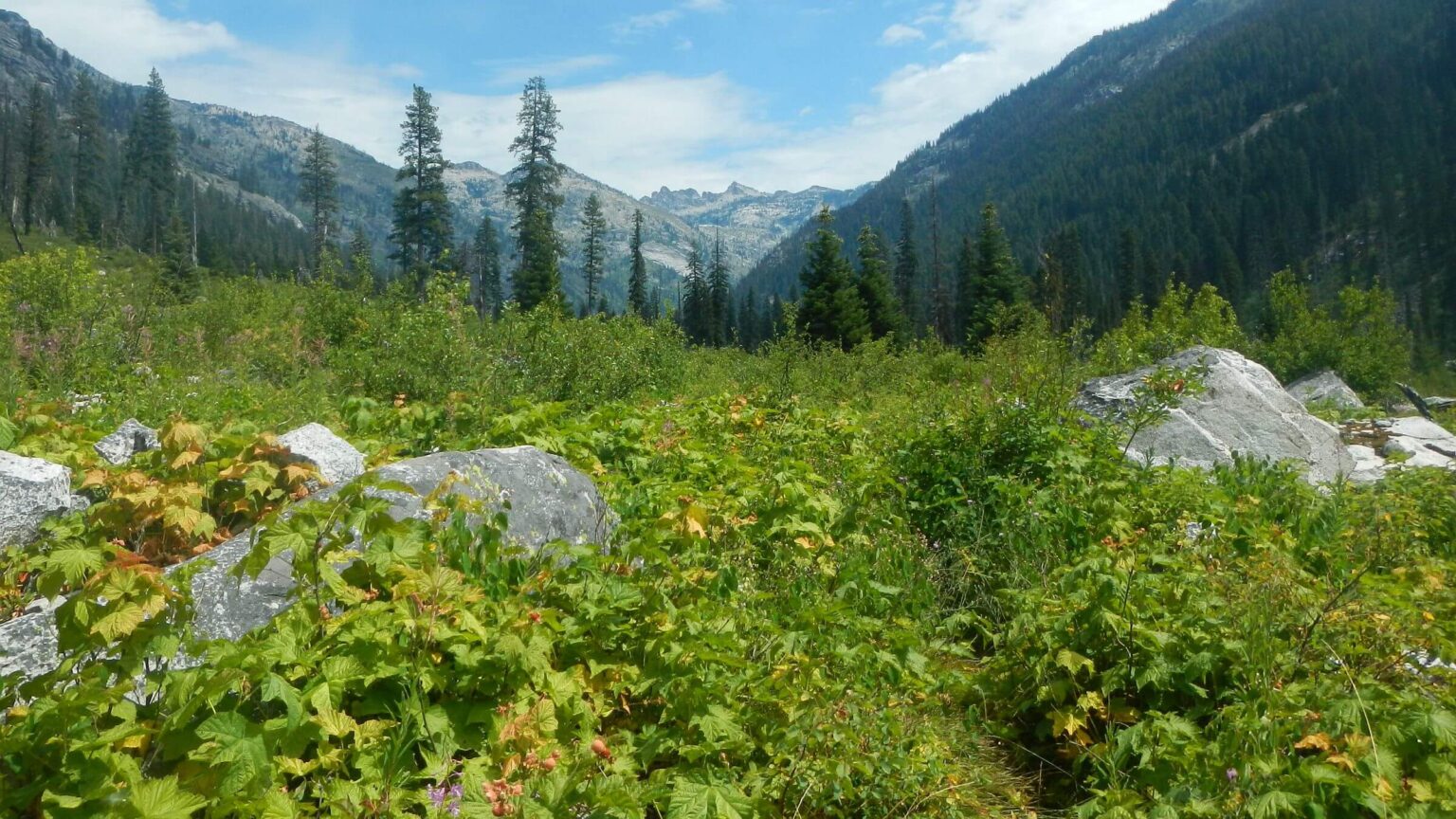 Selway-Bitterroot Wilderness, 18 yrs after Magruder Mtn Fire, July 2025