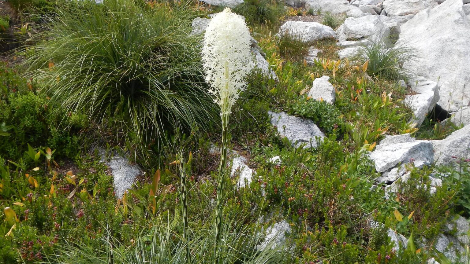 Selway-Bitterroot Wilderness, Beargrass (Xerophyllum tenax), July 2025
