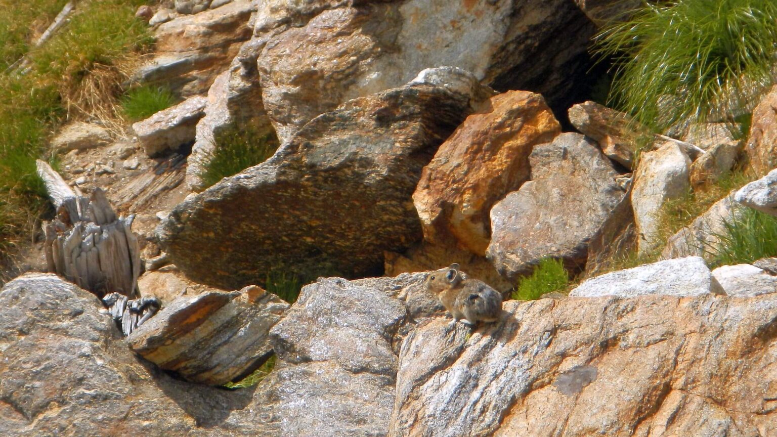 Selway-Bitterroot Wilderness, Pika (Ochotona princeps), August 2025