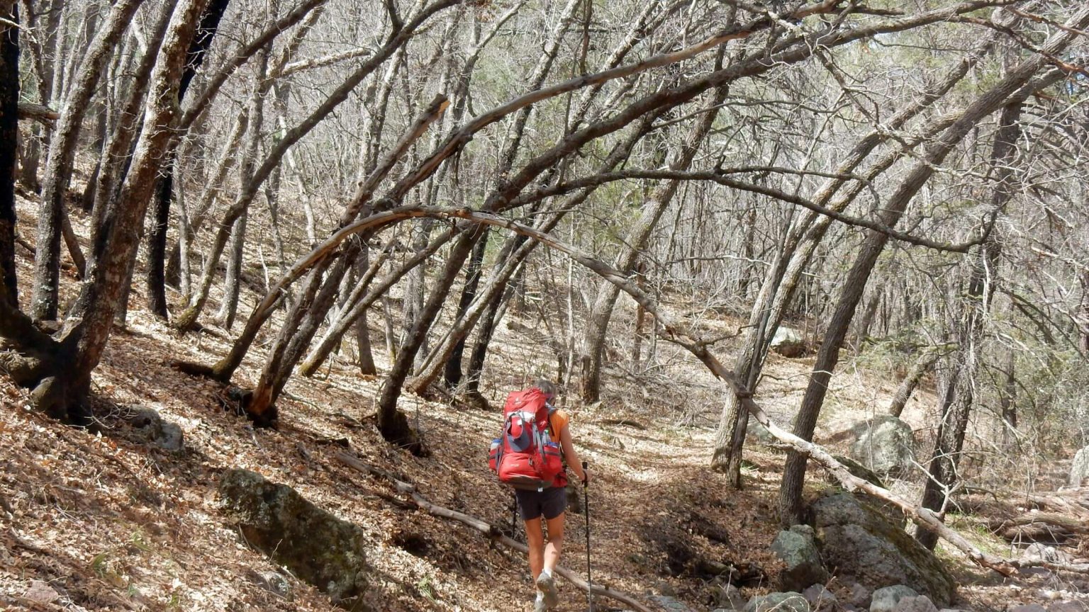 Galiuro Wilderness, upper Rattlesnake Trail, Gambel oak forest, March