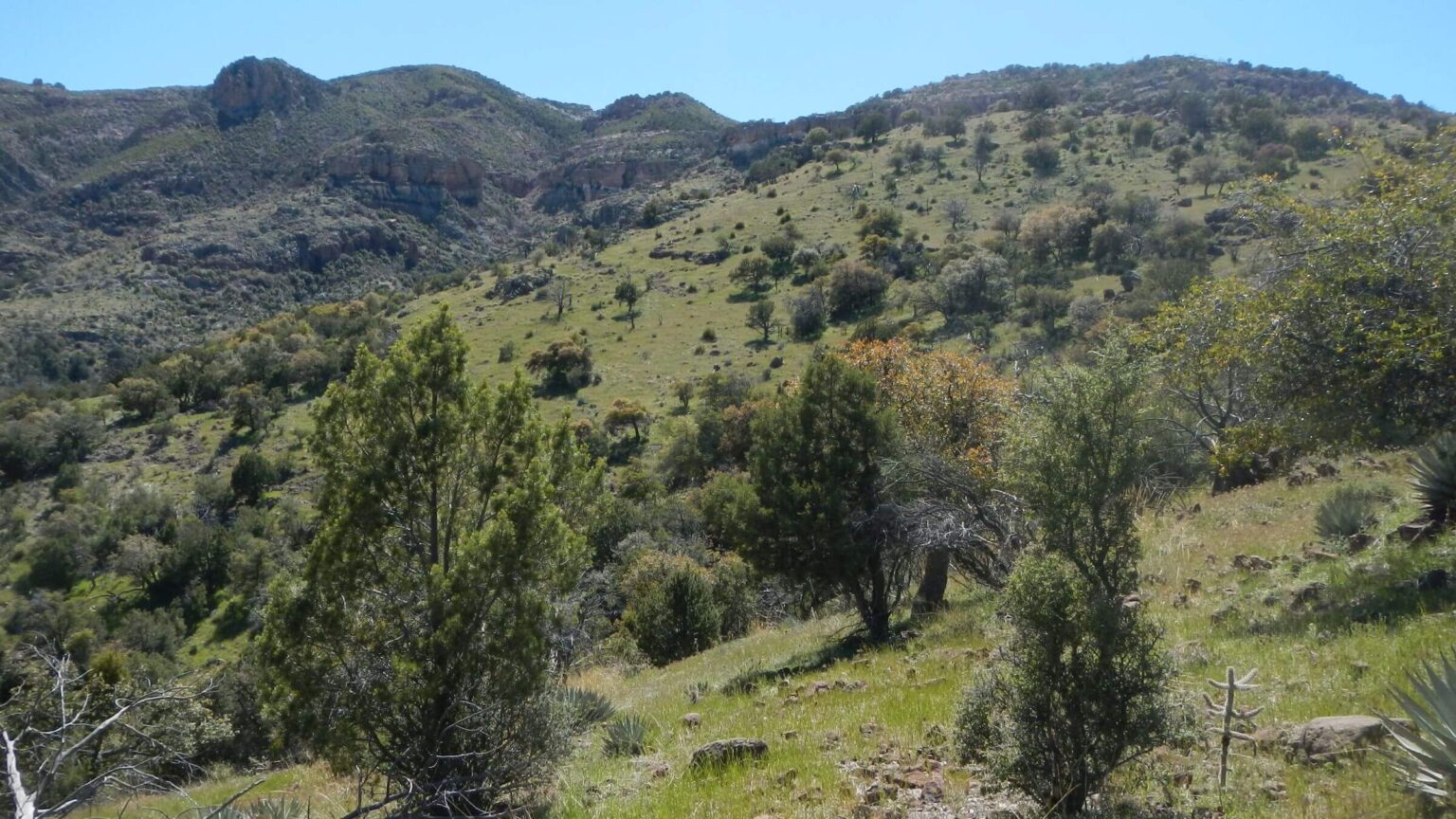 Galiuro Wilderness, vegetation 10 years after 2014 Oak Fire, April 2024