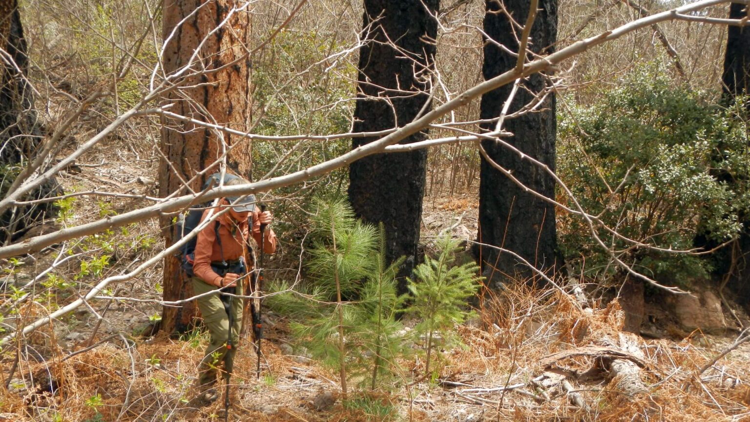Galiuro Wilderness, 10 years after 2014 Oak Fire, April 2024 2024