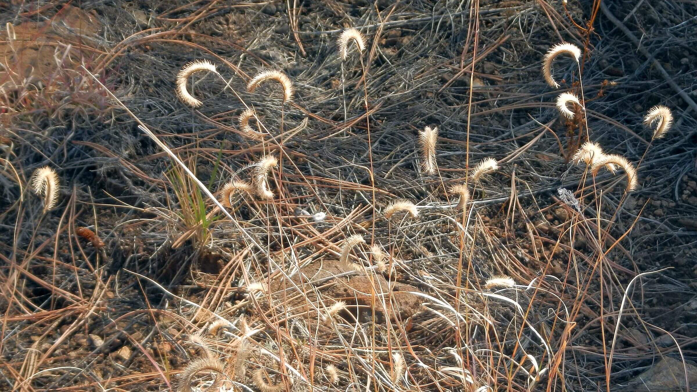 Gila Wilderness, blue grama, Bouteloua gracilis, November, 2023