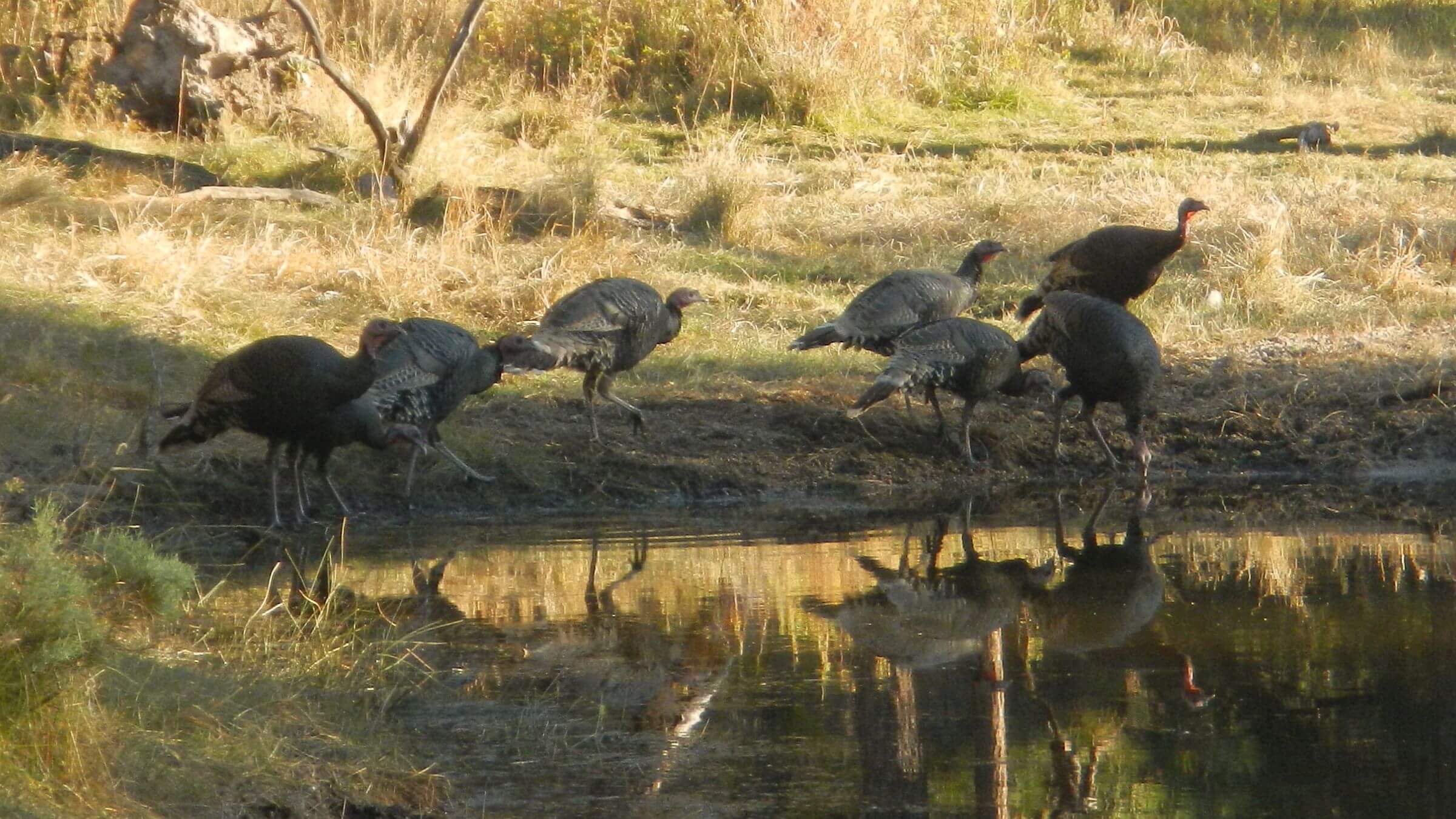 Gila Wilderness, Merriam's turkey, November, 2023