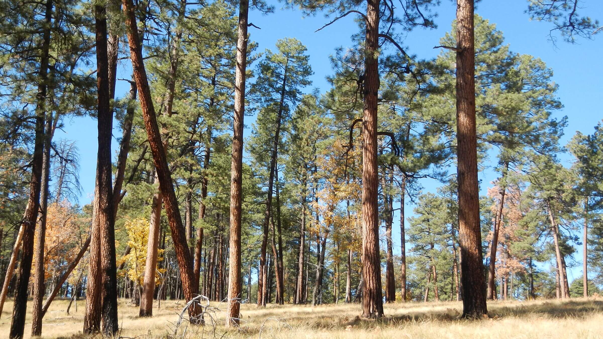 Gila Wilderness, McKenna Park ponderosa pine, November, 2023