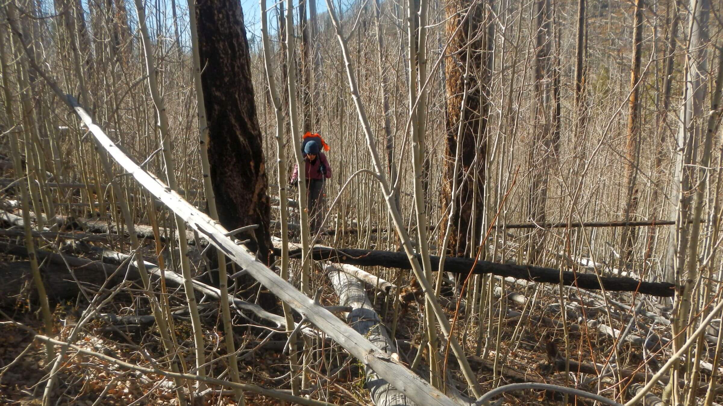 Gila Wilderness, overgrown trail, November, 2023