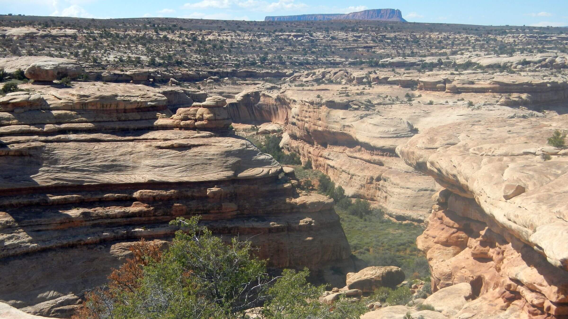 Grand Gulch Wilderness Study Area, canyon view from Government trail, May