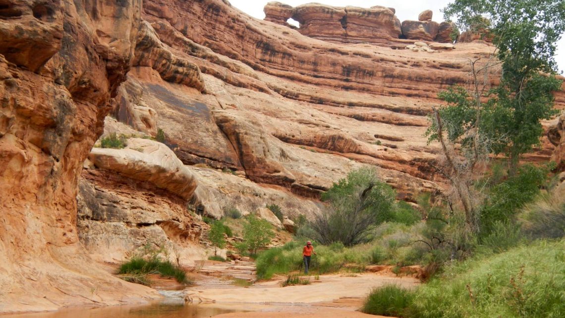 Grand Gulch Wilderness Study Area, gulch between Collins and Water Canyons, May