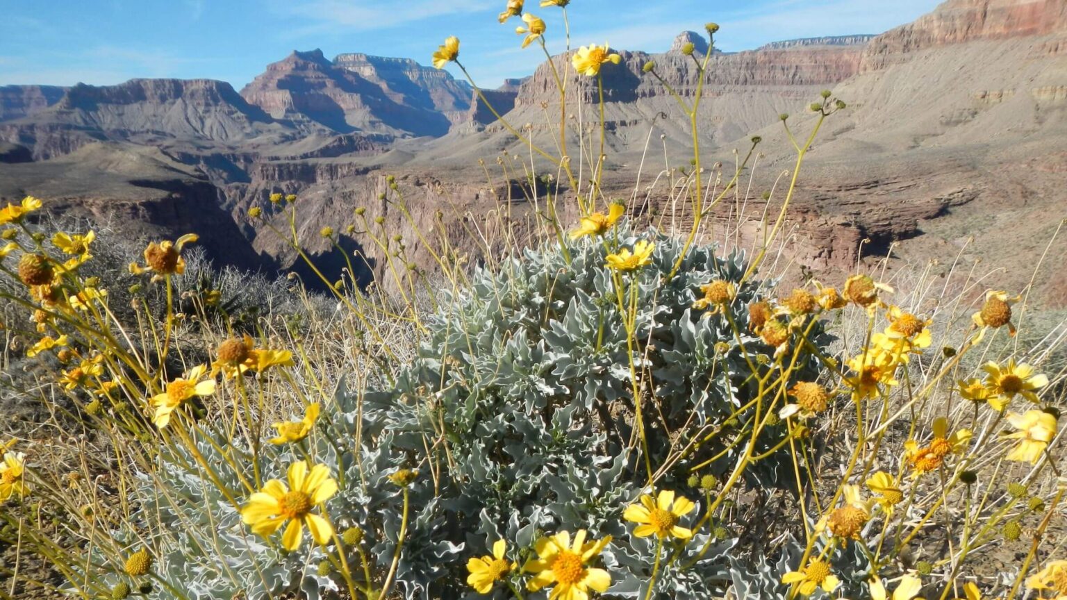 Grand Canyon proposed Wilderness, brittlebush, December, 2023