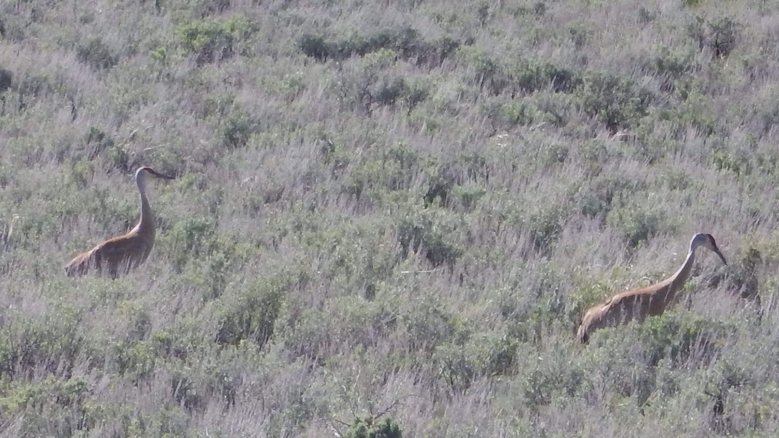 Pioneer Mountains (Idaho), sandhill crane (Grus canadensis), May