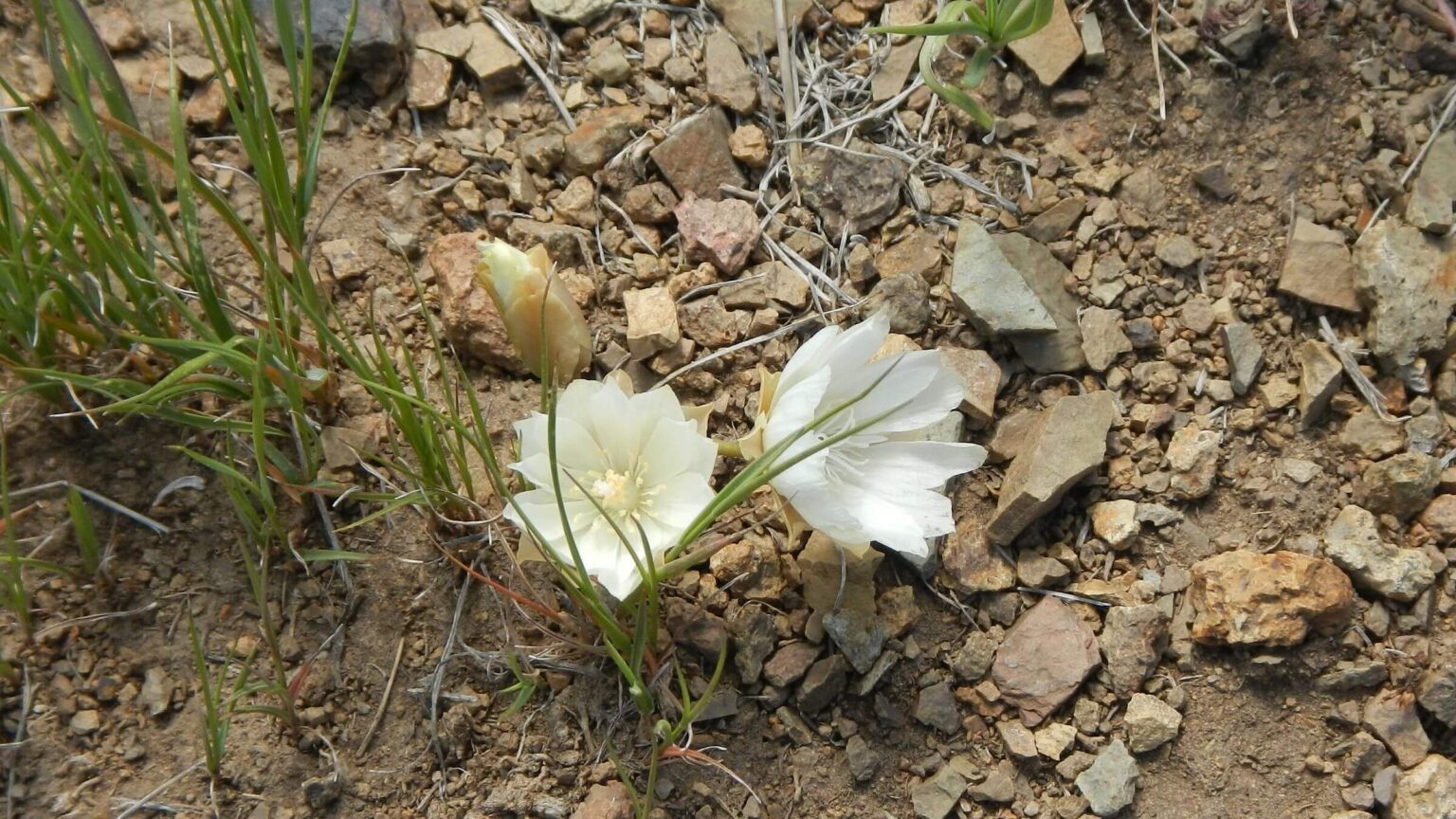 Pioneer Mountains (Idaho), bitterroot (Lewisia rediviva), July