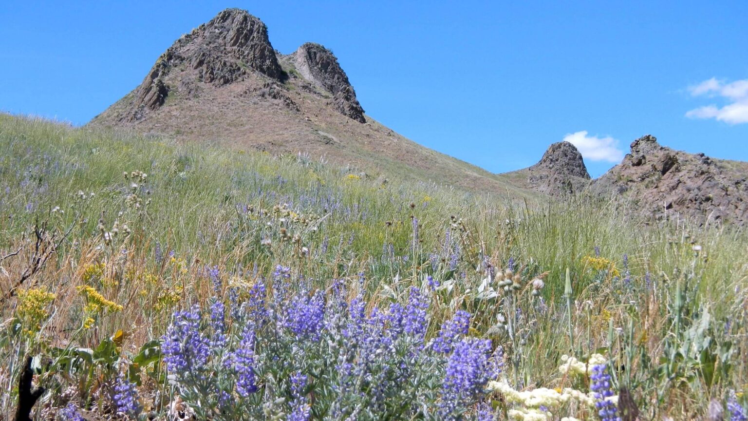 Pioneer Mountains (Idaho), lupine in volcanic rock, June