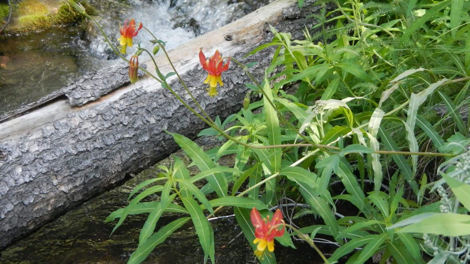 Pioneer Mountains (Idaho), crimson columbine (Aquilegia formosa), June