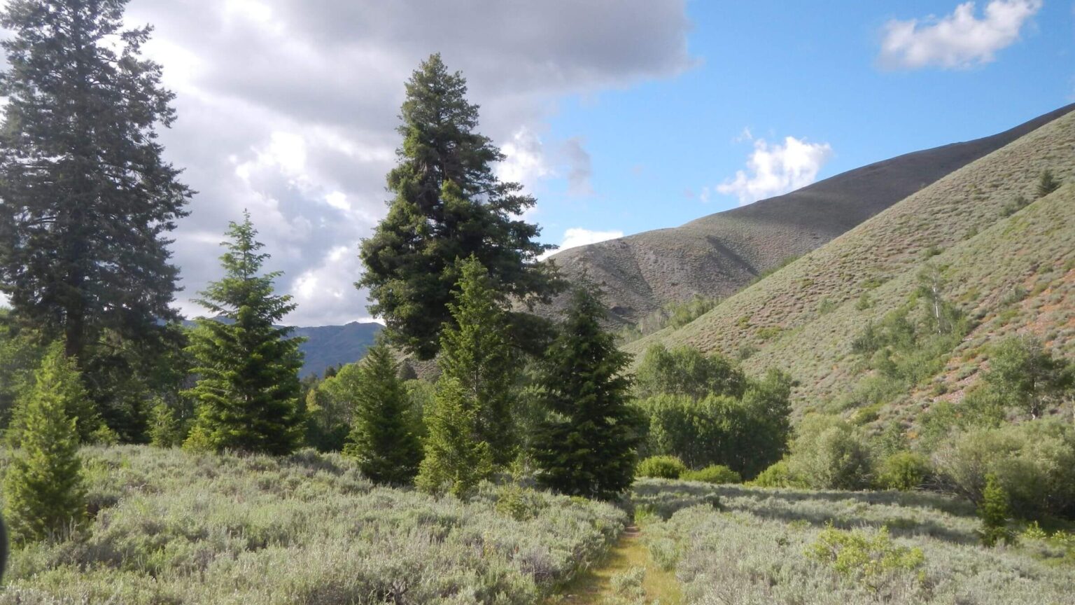 Pioneer Mountains (Idaho), Iron Mine Creek, June