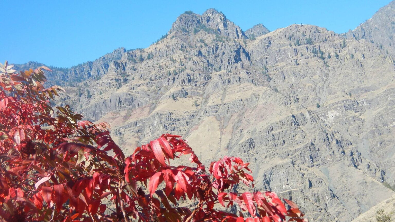 Hells Canyon Wilderness, smooth sumac (Rhus glabra), October