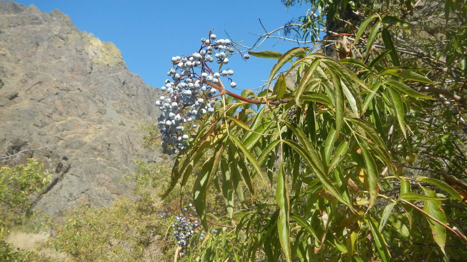 Hells Canyon Wilderness, blue elderberry (Sambucus cerulea), October
